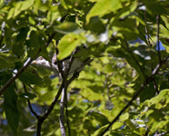 Yellow billed Cuckoo